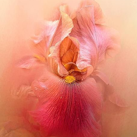 susurros del alma newsletter