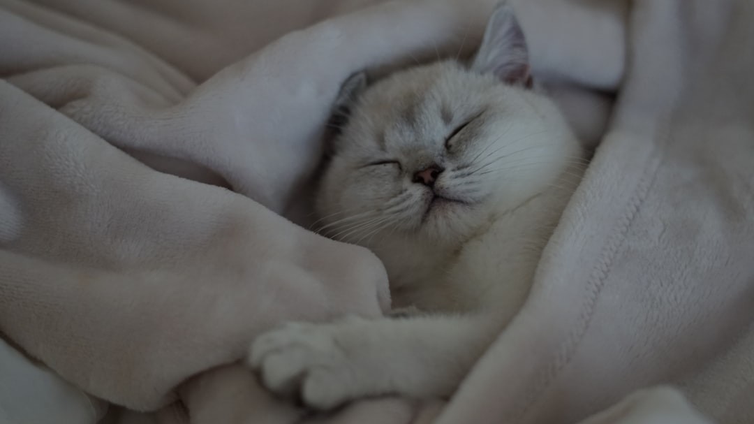 How Sleep Affects Your Cardiovascular Health