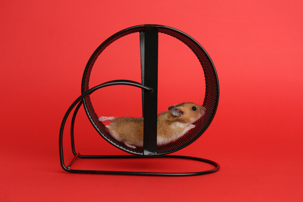 A brown-and-white hamster running inside a black exercise wheel against a bright red background.