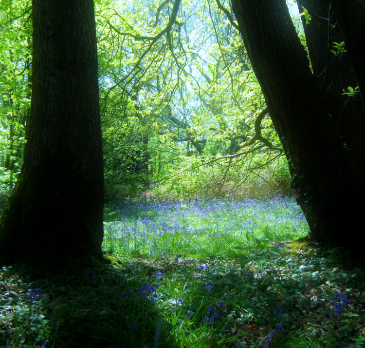 bluebell glade
