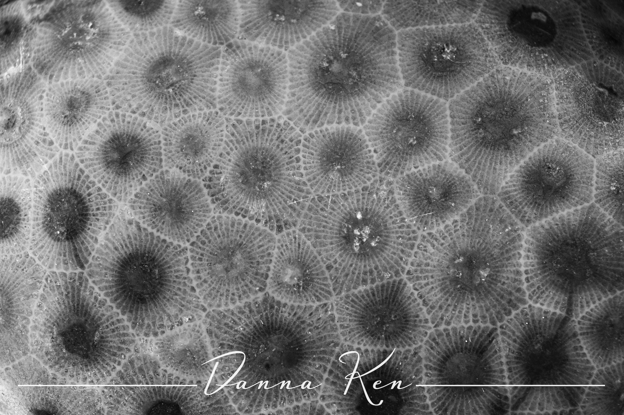 Black and white macro photograph of a Petoskey stone.
