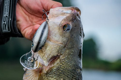 Crankbait in actie