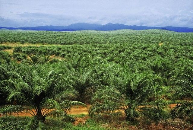 Oil Palm Agro-Estate Ibadan
