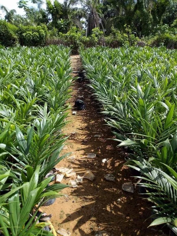 Oil Palm Agro-Estate Ado-Odo