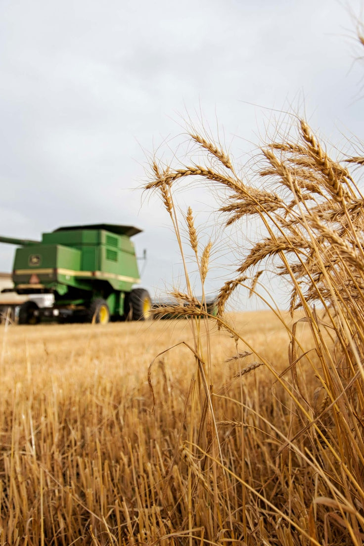 Close shot photo of wheat farm and a distant tractor on sight