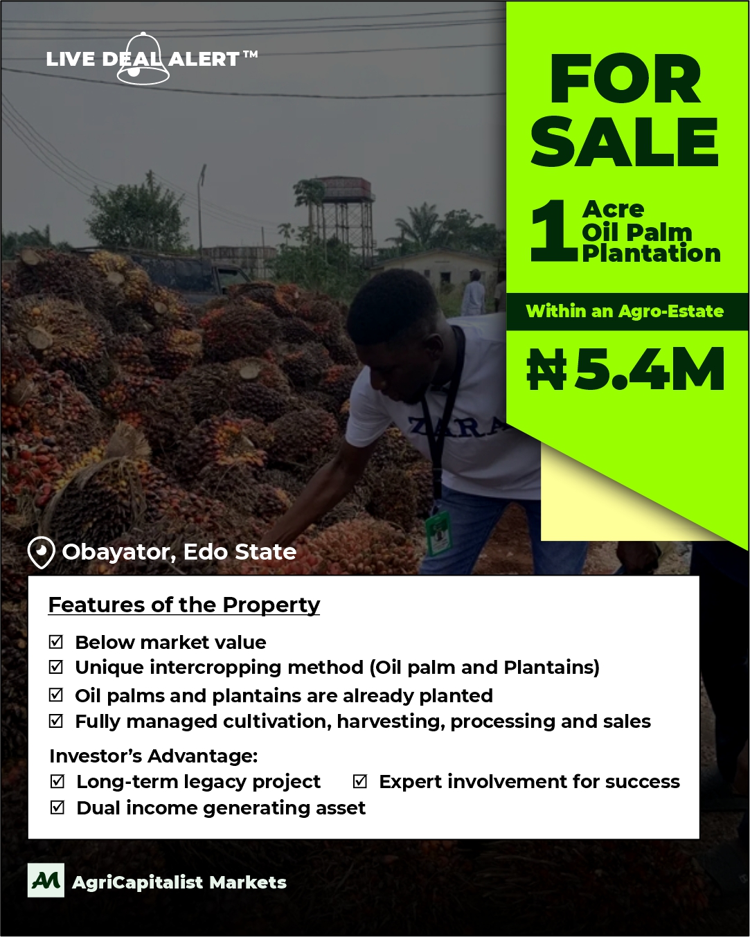 Oil Palm Agro-Estate Obayator