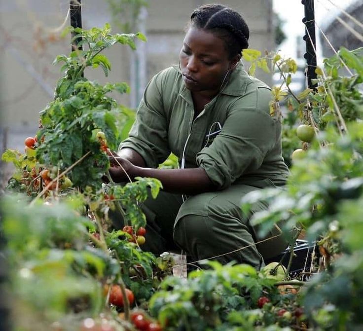 Young female agripreneur planting tomatoes