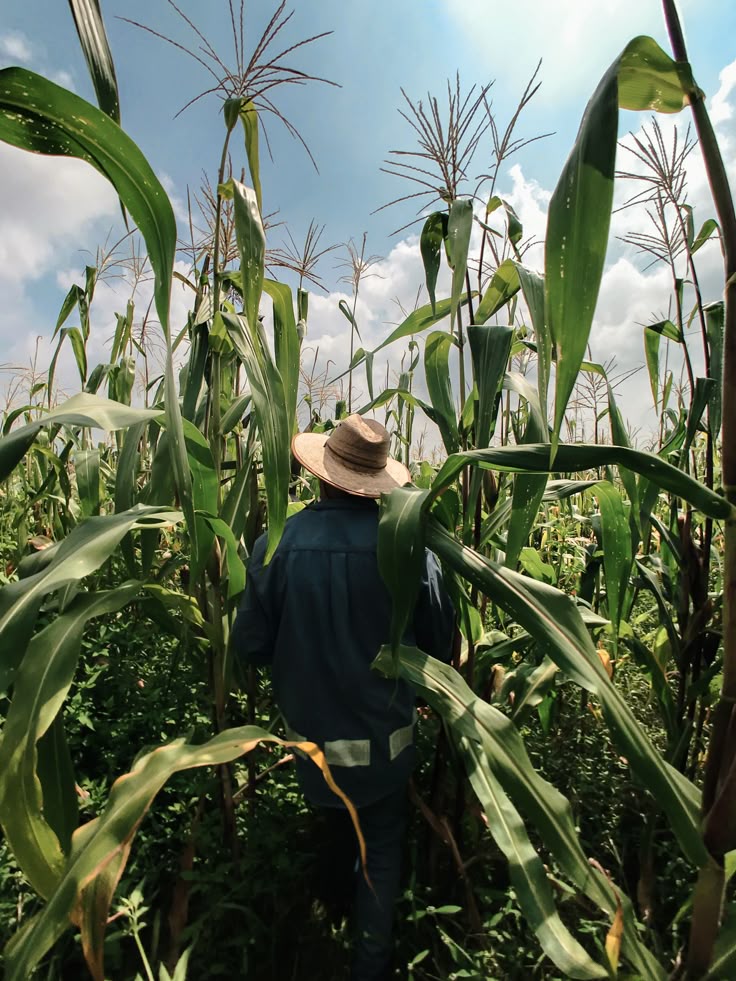 Man on a corn farm