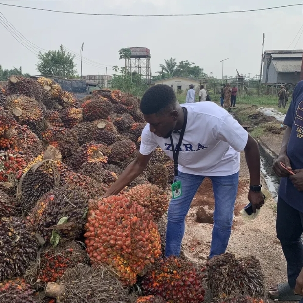Oil Palm Agro-Estate Obayator