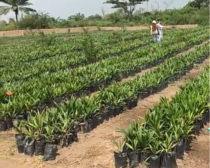 Oil Palm Agro-Estate Abeokuta