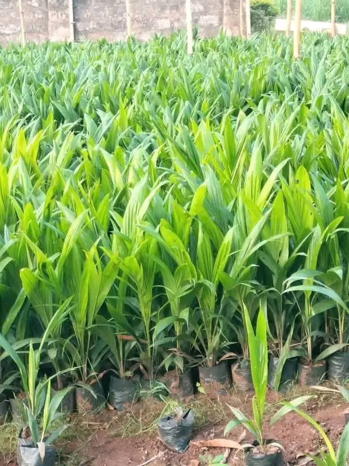 Oil Palm Agro-Estate Olamaboro