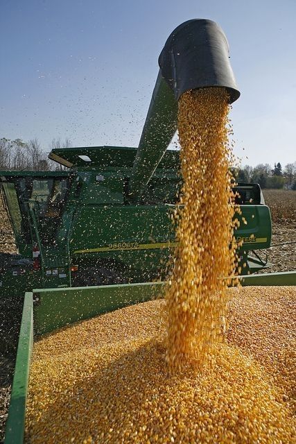 Harvesting corn