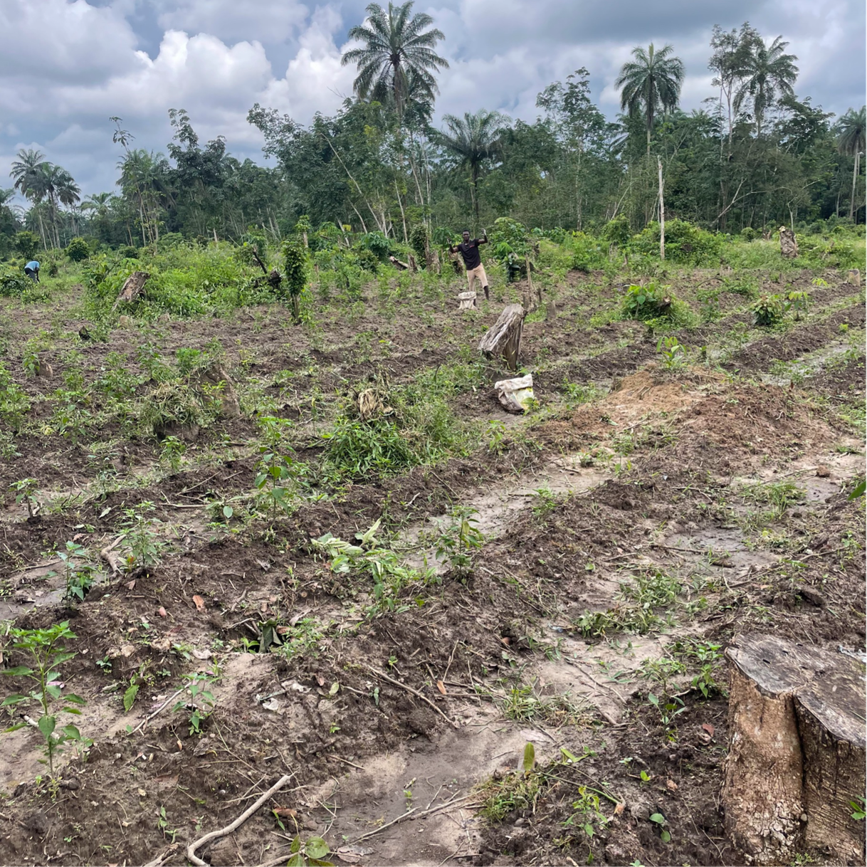 Greenerland Agricultural Estate Delta State