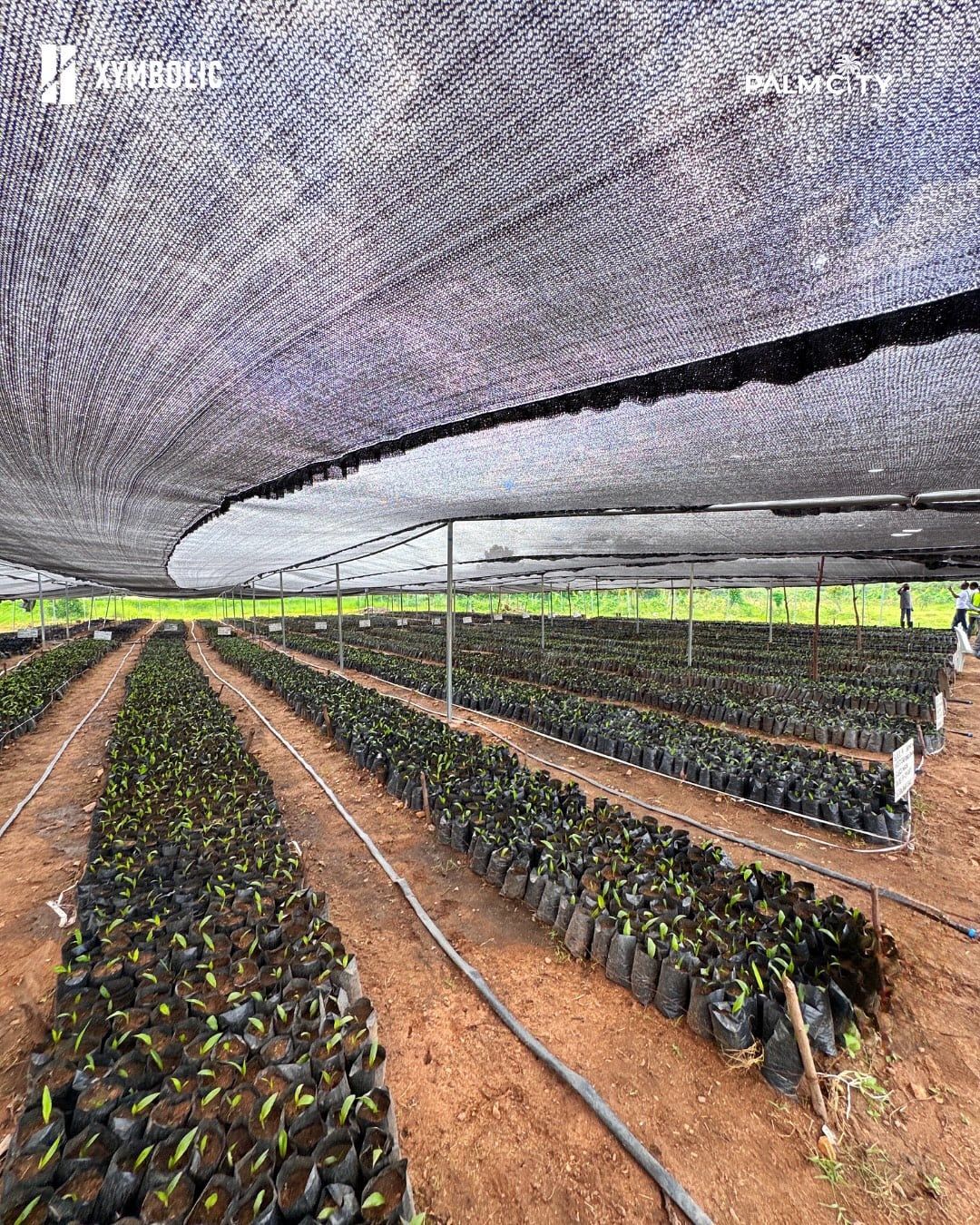Oil Palm Agro-Estate Ogbomoso