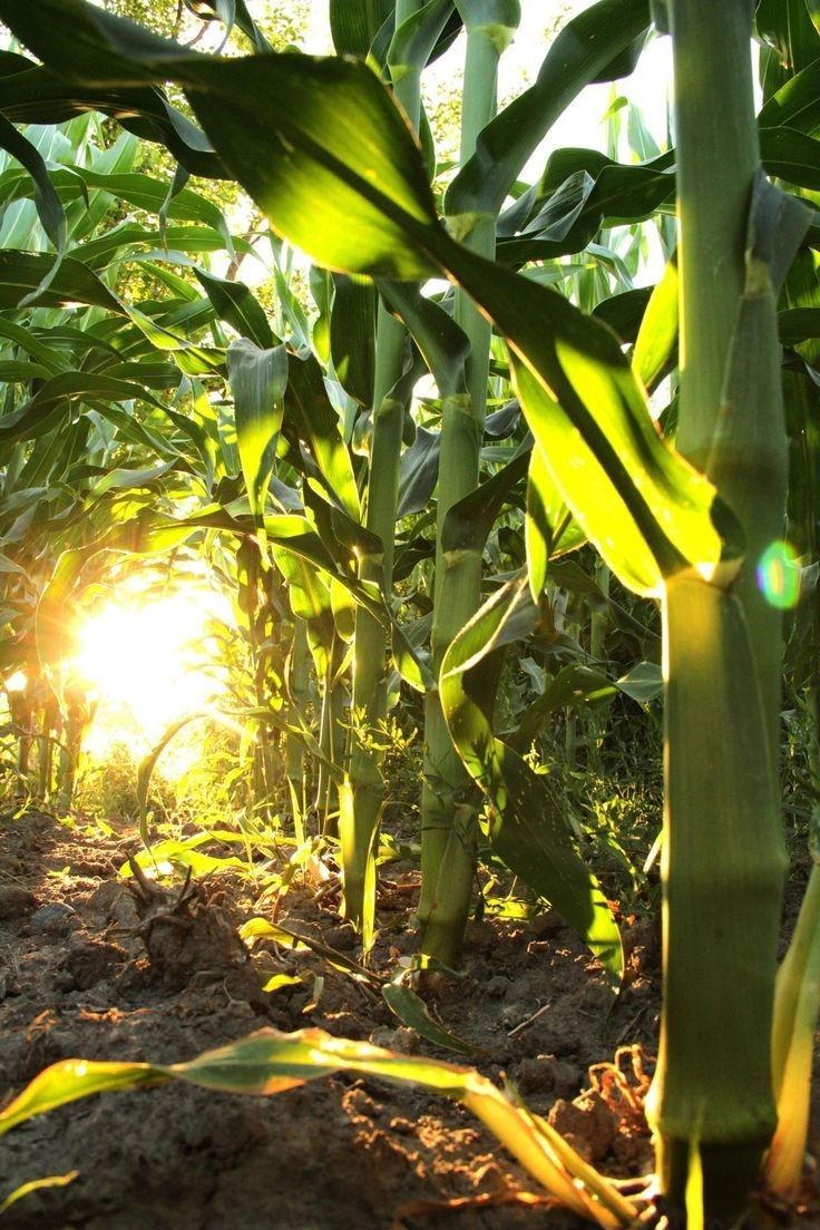 Corn farm with sunrise