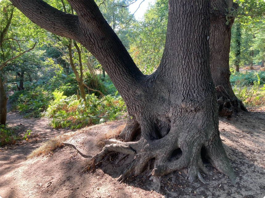 Geknotte  wintereik op de Grebbeberg - foto van Lodewijk van Kemenade, Wilde Bomen