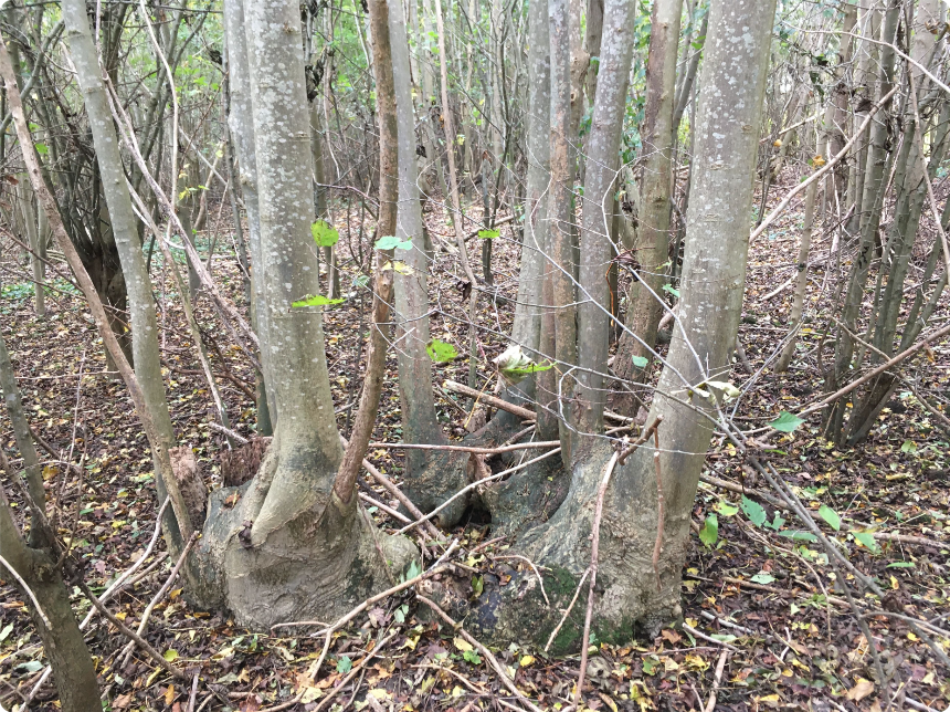 Essenstoof Zalkerbos - foto van Lodewijk van Kemenade, Wilde Bomen
