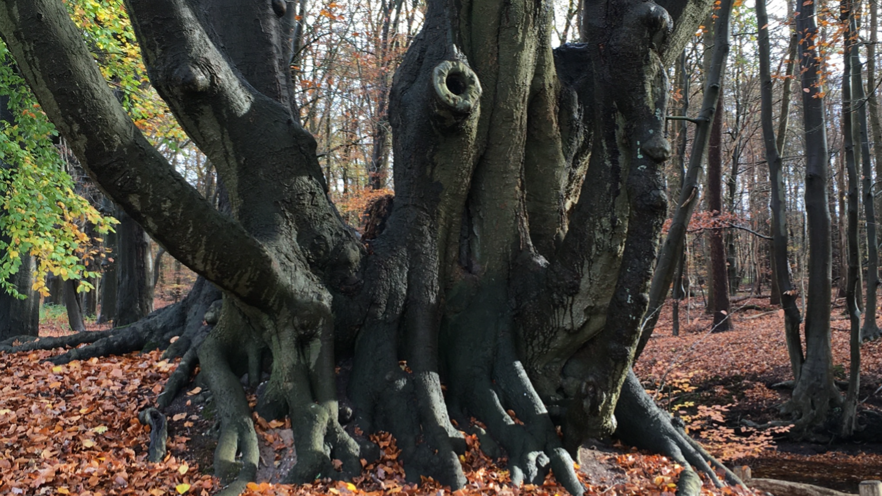 Oude stoof beukenhakhout op landgoed Hulshorst - foto van Lodewijk van Kemenade, Wilde Bomen