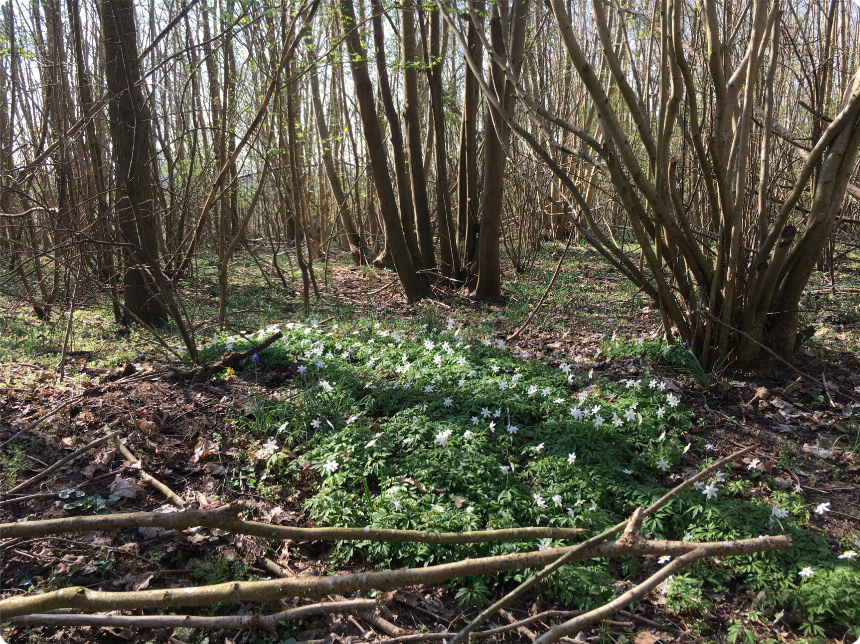 Voorjaarsflora Zalkerbos Bosanemoon - foto van Lodewijk van Kemenade, Wilde Bomen
