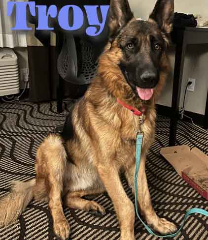 Troy, a beautiful adult German Sheperd male, sits facing the camera, tongue out and ears alert, while sitting on a rug with curvy brown pattern. 