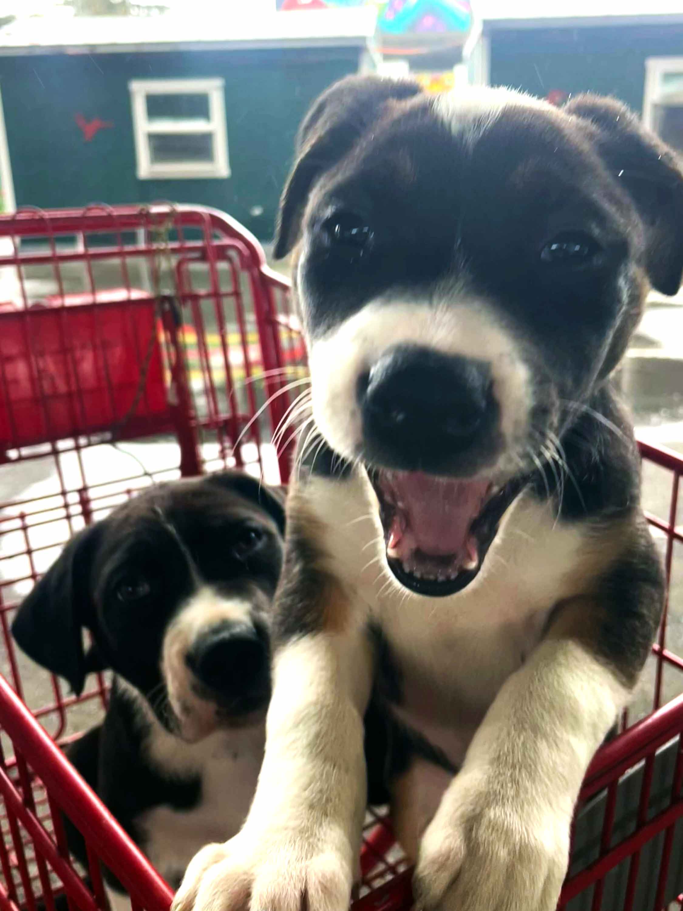 Two adorable black and white puppies look at the camera from inside a red shopping cart, one with his mouth open and pink tongue showing. In the background are blue sheds, part of transitional housing run by our partner Project Dignity