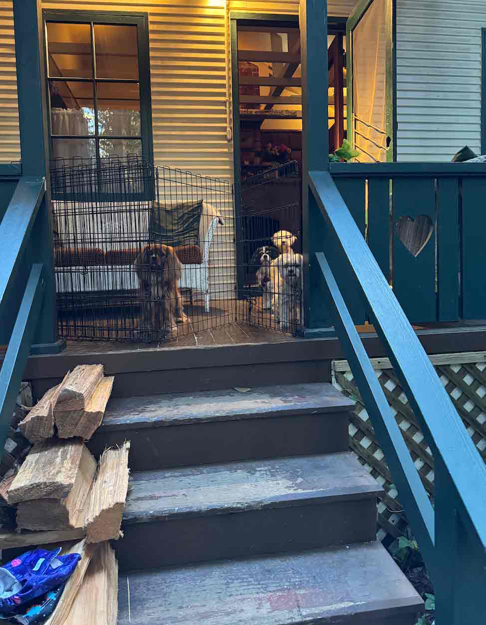 Biscuit's Great Escape: A Close Call with a Happy Ending!