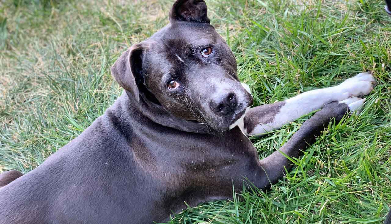 Embracing the Joy: My Journey with a Senior Dog