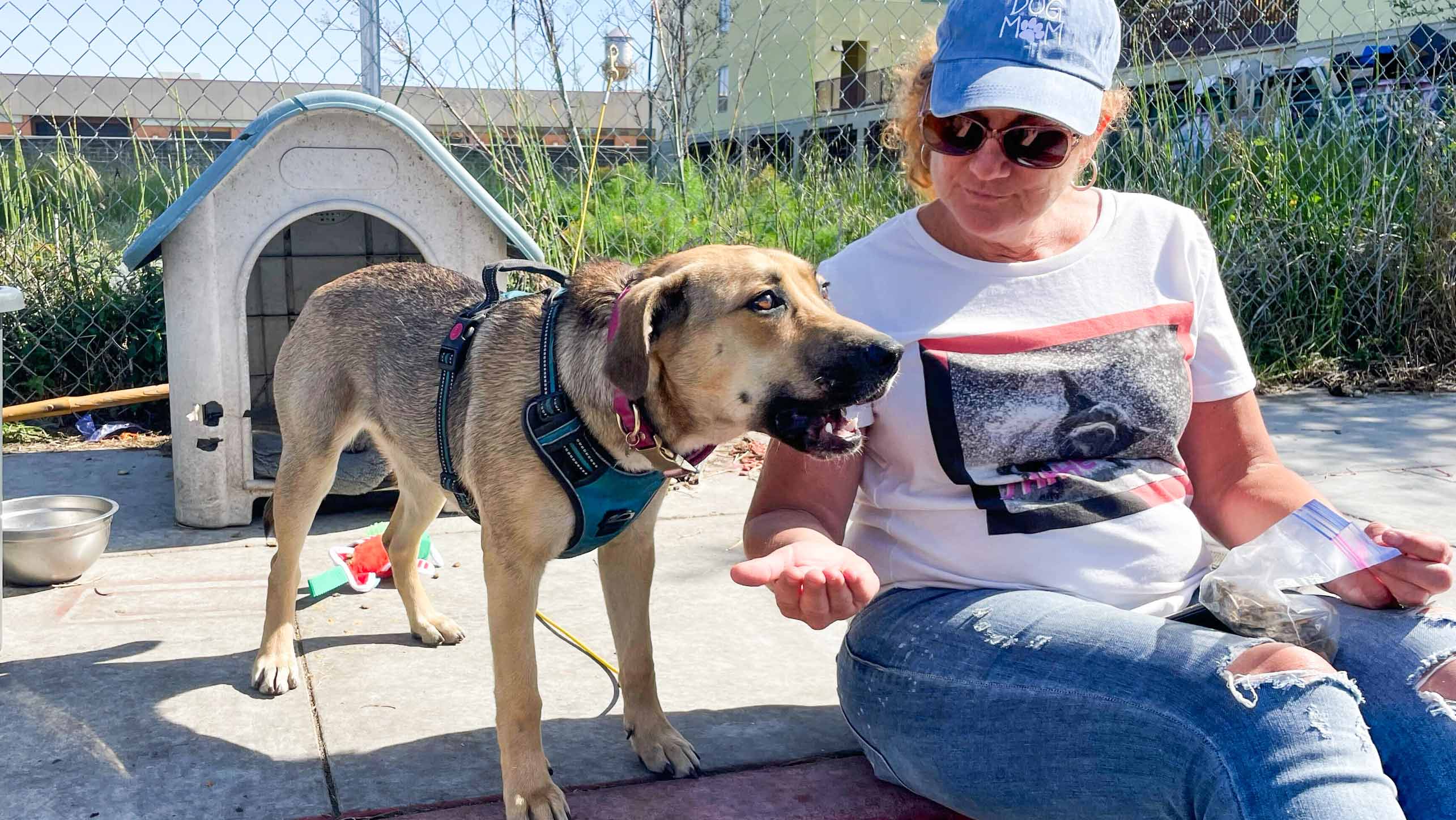 A beautiful golden tan dog with black nose, eyeliner, and saddle takes a treat from a volunteer seated next to her. She is wearing a teal harness and standing in front of a tan dog house with green roof. The volunteer is a white woman wearing a dusty blue baseball cap, sunglasses, a white t-shirt with design, and jeans ripped at the knee.