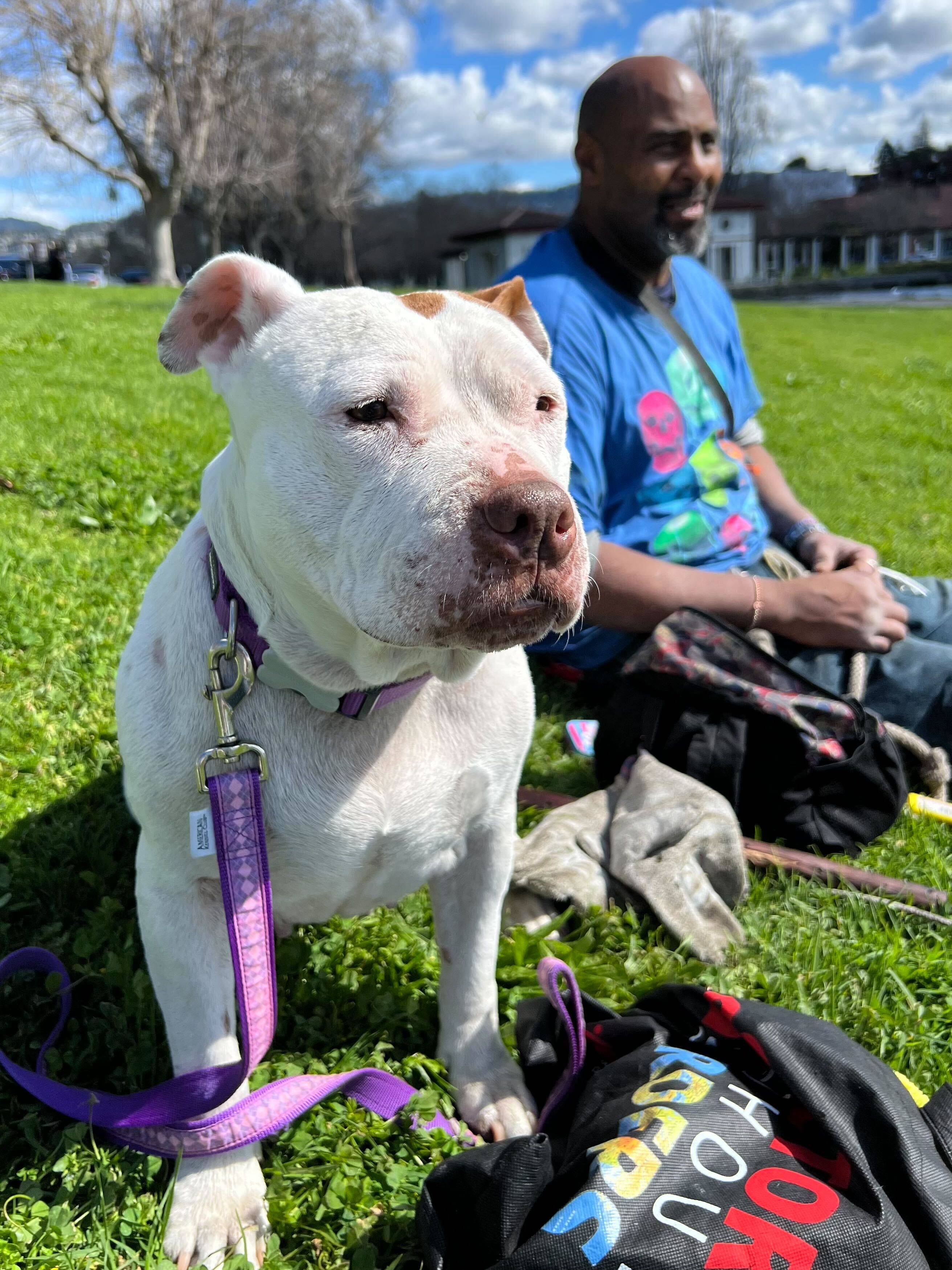 A dog, white with a brown nose and pink around his mouth, and spots of tan on the very back of his forehead and ears, relaxes on green grass. Behind him, slightly out of focus, is his person, holding his leash and also sitting on the grass, wearing a bright blue t-shirt. The day is sunny with trees and houses and puffy clouds in the background.
