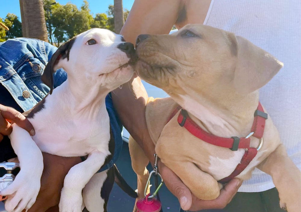 Two young puppies kiss each other's noses, while being held in someone's arms. They look like pitbull mixes--the one on the right soft brown and white wearing a red collar and leash, the one on the left is black and white. They are adorable!