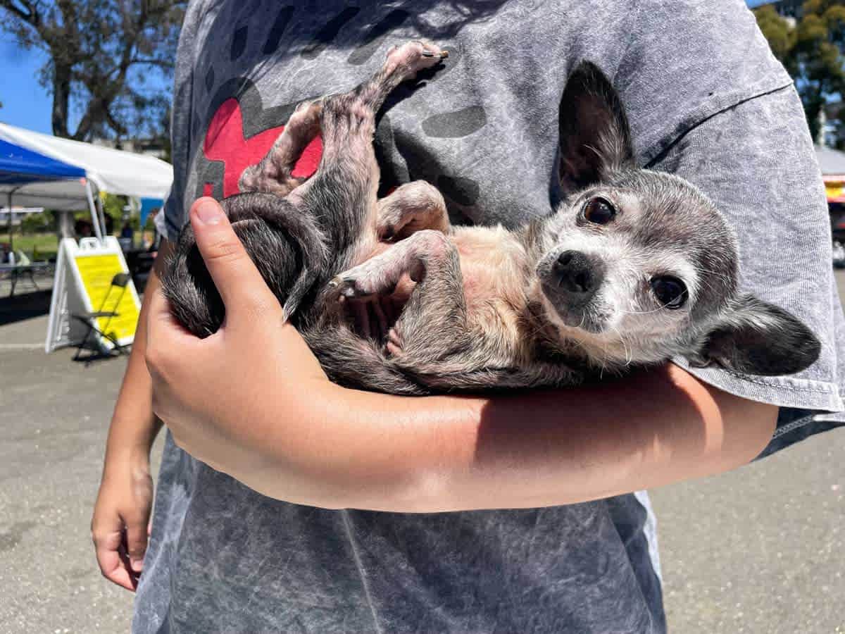 A small, elderly looking chihuahua is cradled in their person's arm, belly up. The dog is grey, shorthaired, with a white face and pink tummy and toes. He is looking at the camera, legs in the air, safe in his person's arms.