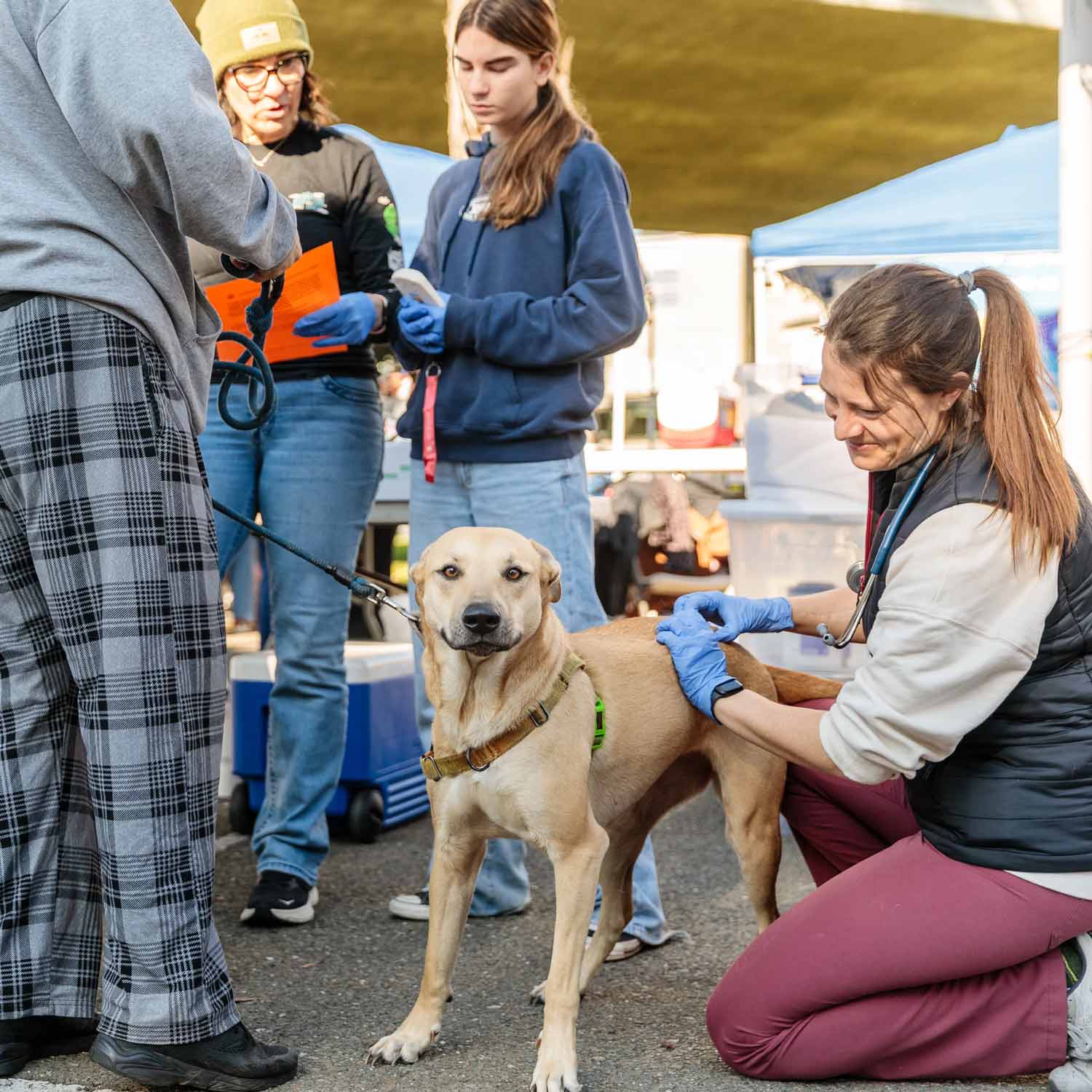 A volunteer kneels at the side of a beautiful golden short haired dog, who is staring directly at the camera with sweet expression.