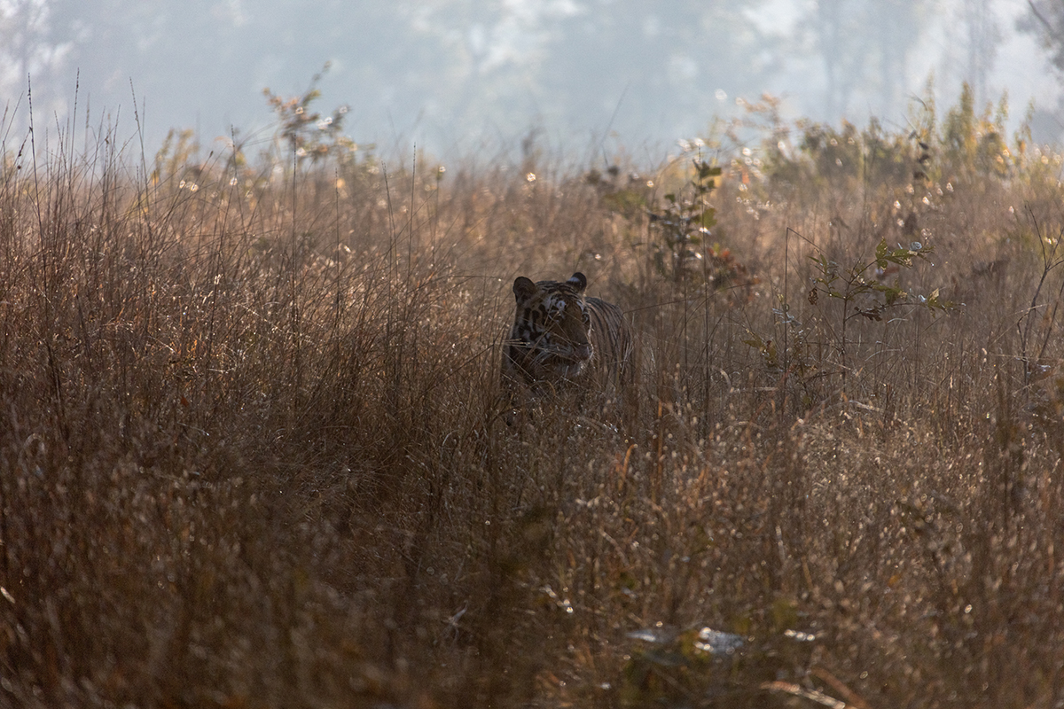 A tiger in the long grass - somewhere