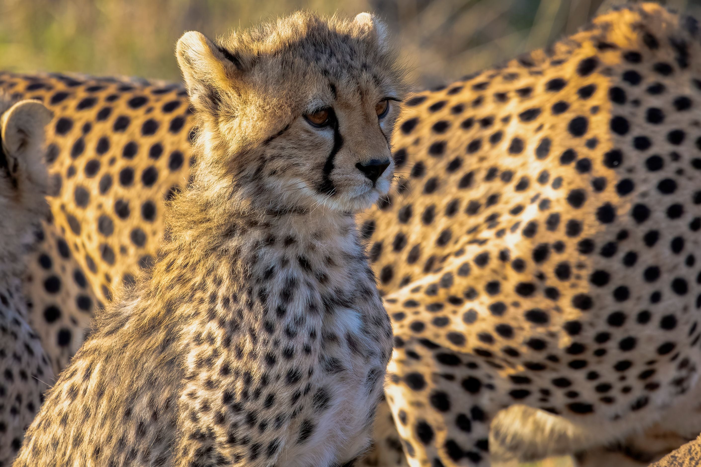 A young cheetah resting beside other young cheetahs in the Serengeti, Tanzania