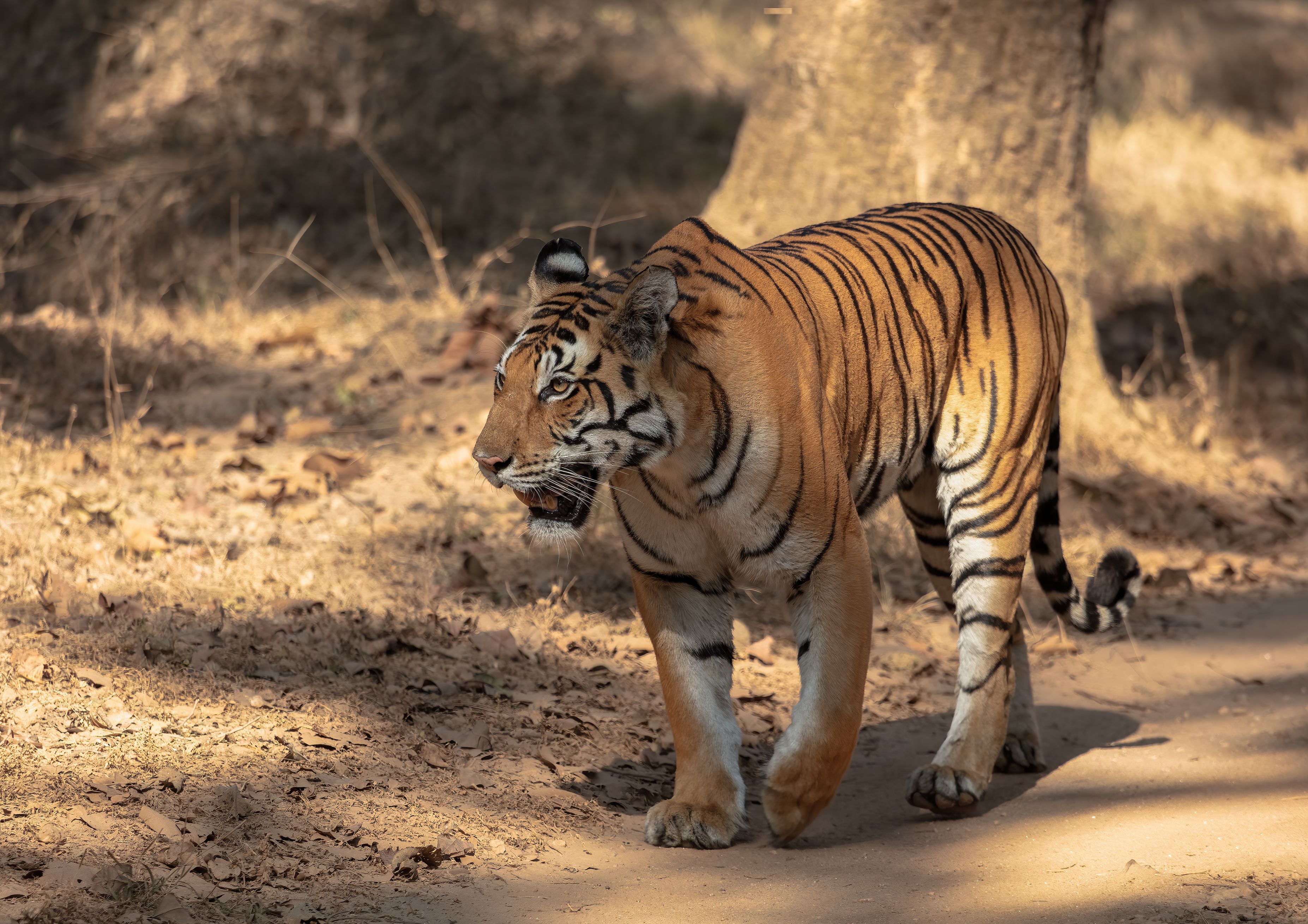 Fine art photograph of a Bengal tiger walking through dry forest