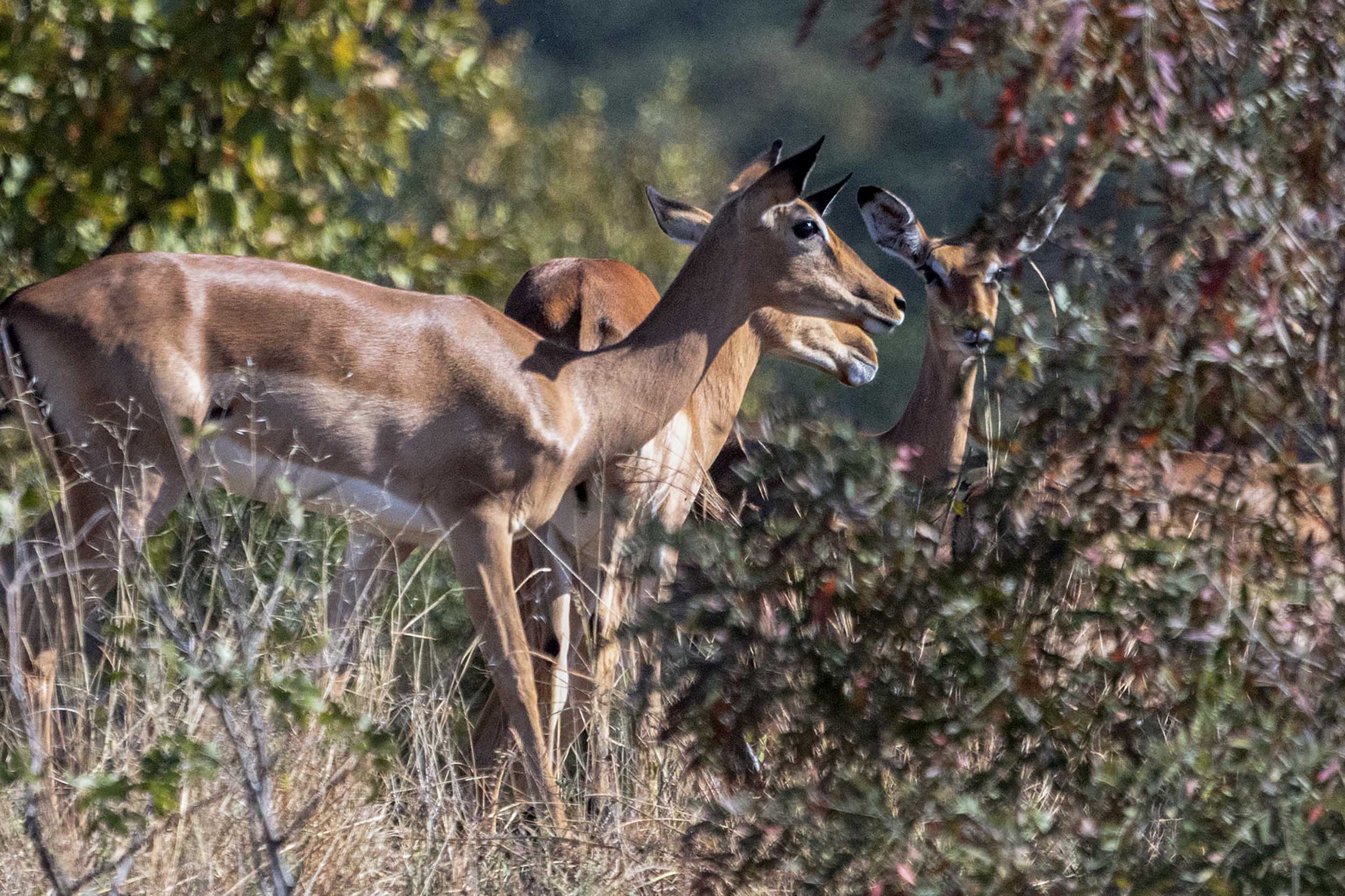Wildlife photography composition example - Graham Elliott Photography