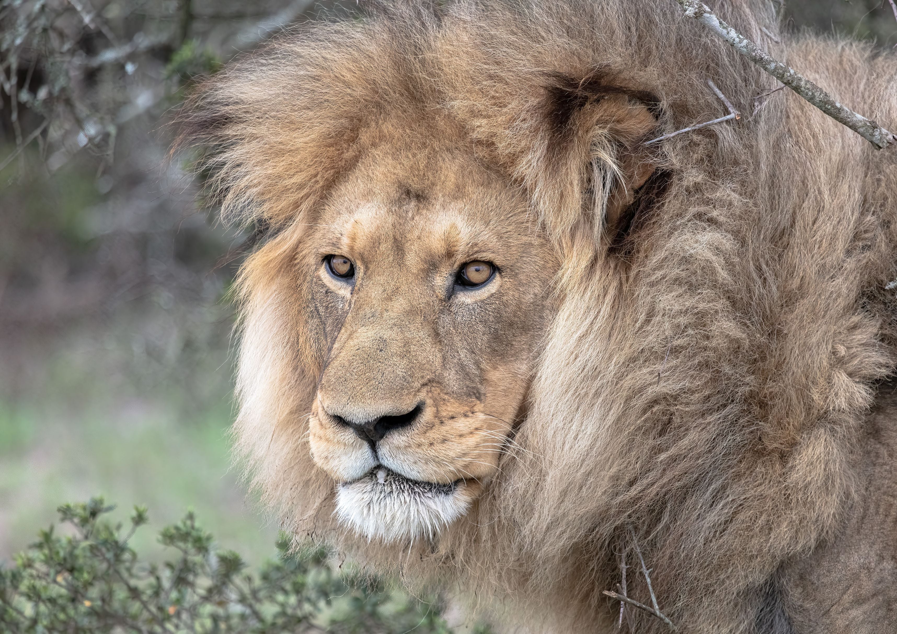 Fine art photograph of an African lion looking towards the camera