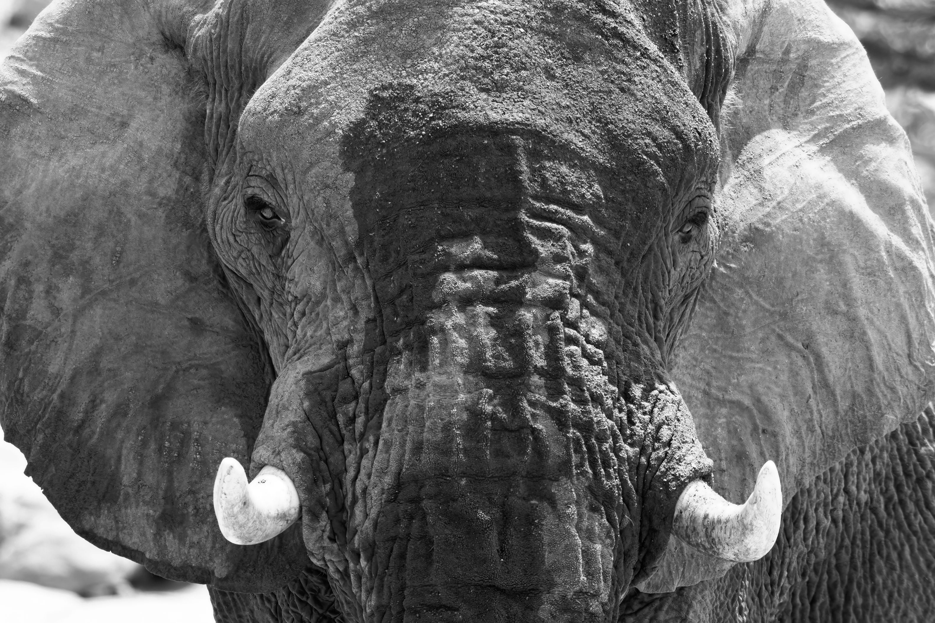 Black and white portrait of a desert-adapted African elephant in Namibia