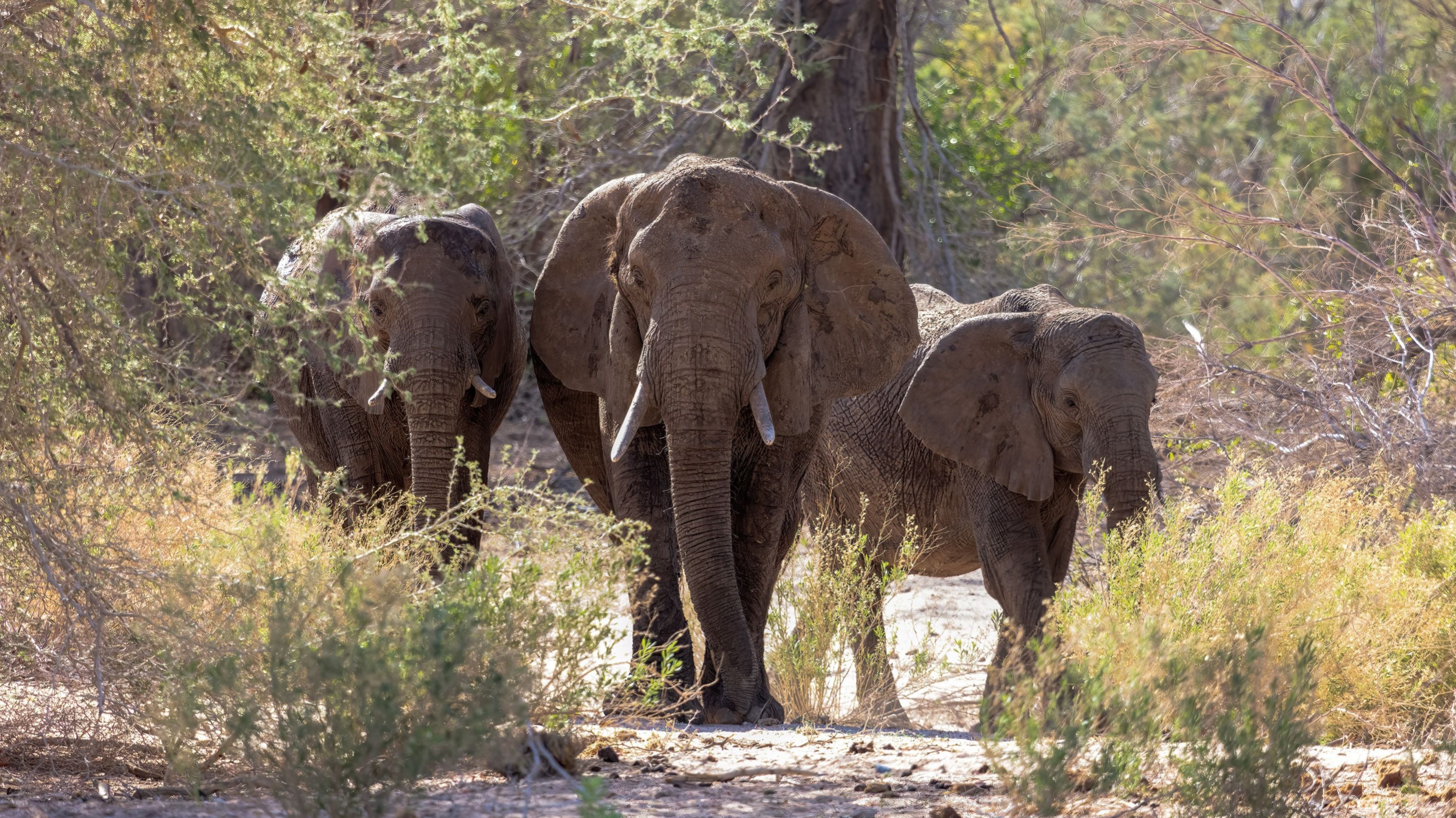 Wildlife photography composition example - Graham Elliott Photography