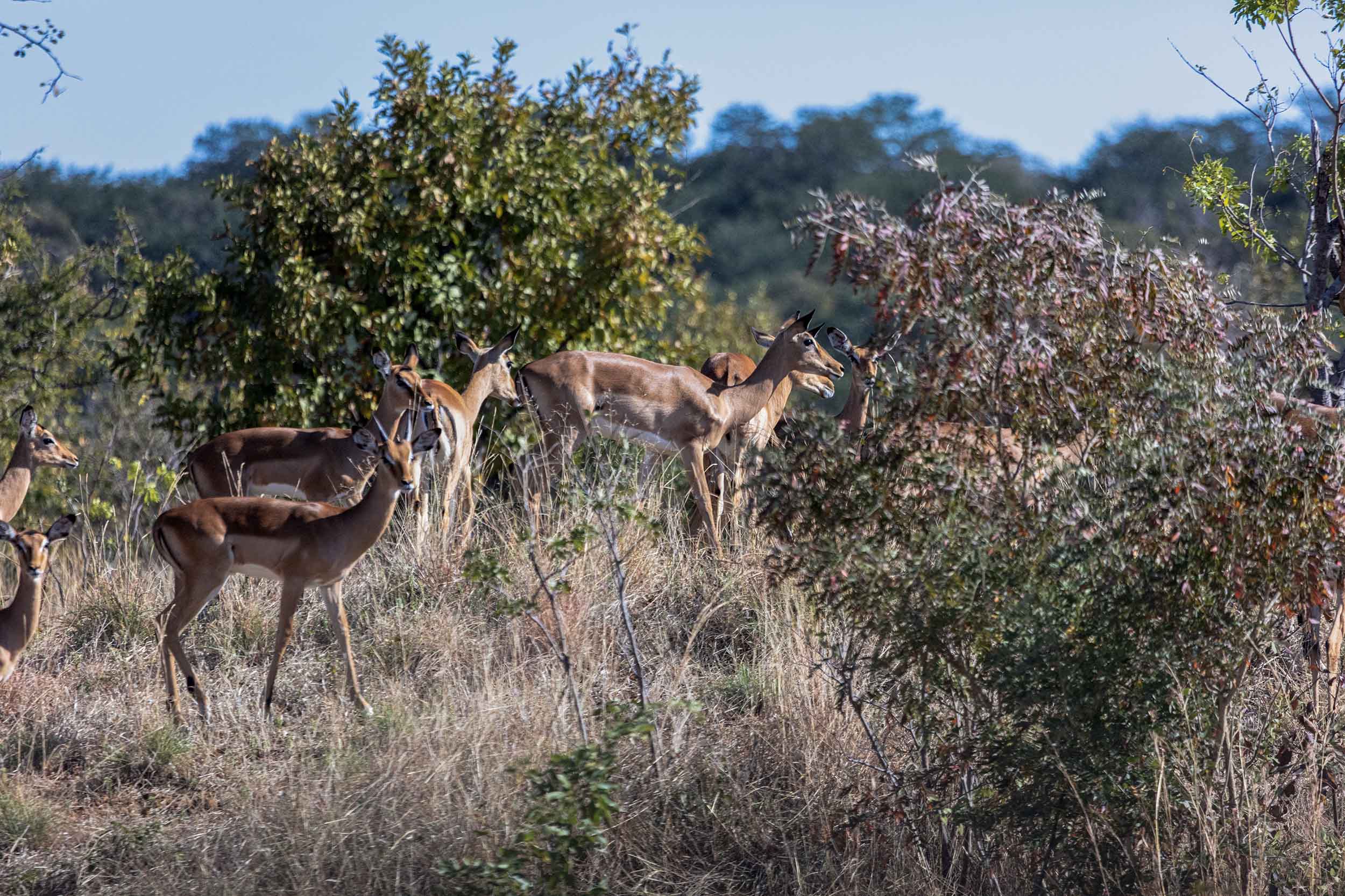 Wildlife photography composition example - Graham Elliott Photography