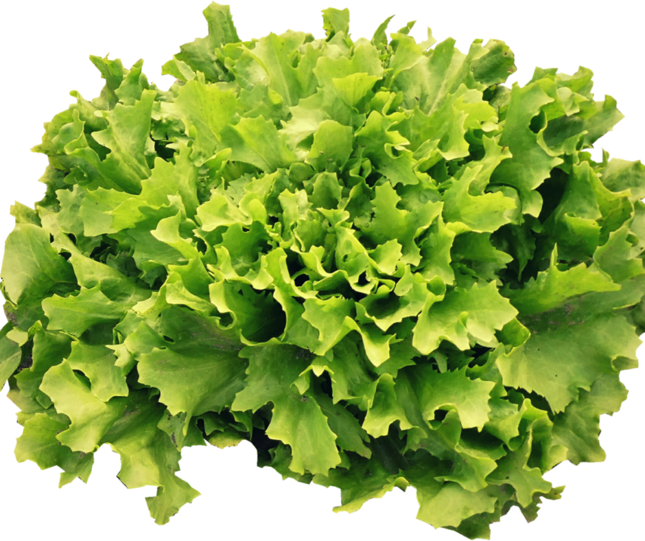 Endívia – a Tűz elem vértisztító, szívnyugtató zöldsége