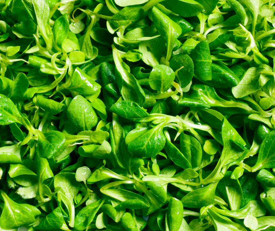 Madársaláta – a Tűz elem vértápláló, hűsítő és szívnyugtató zöldsége