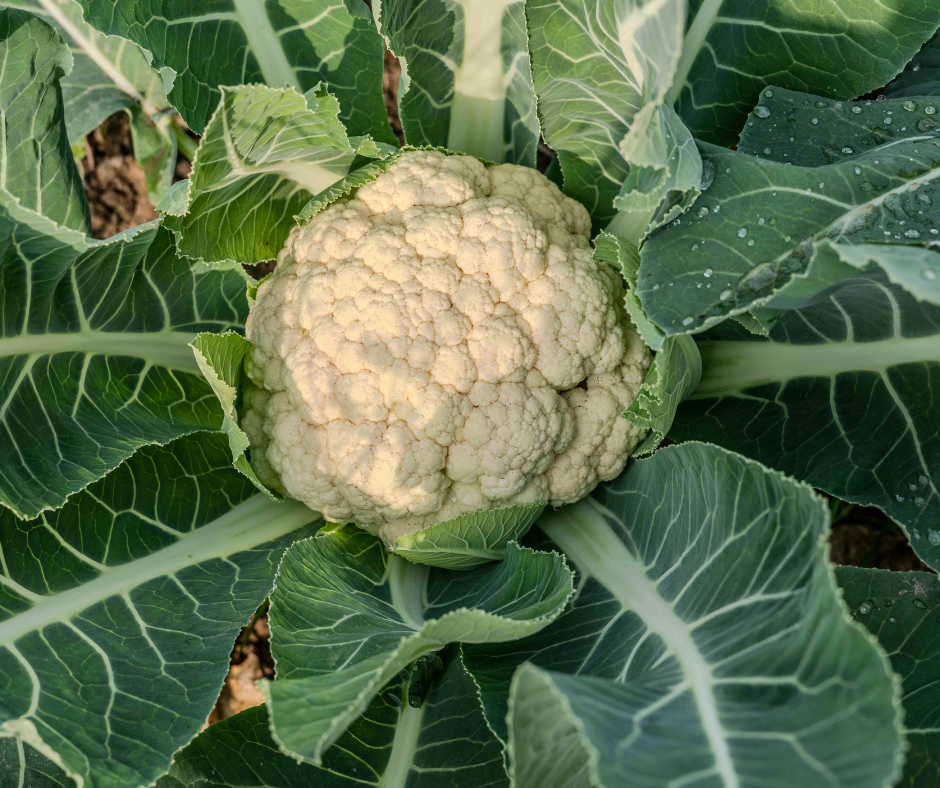 Karfiol – a Föld elem Qi-t és Yin-t erősítő, tüdőtisztító zöldsége