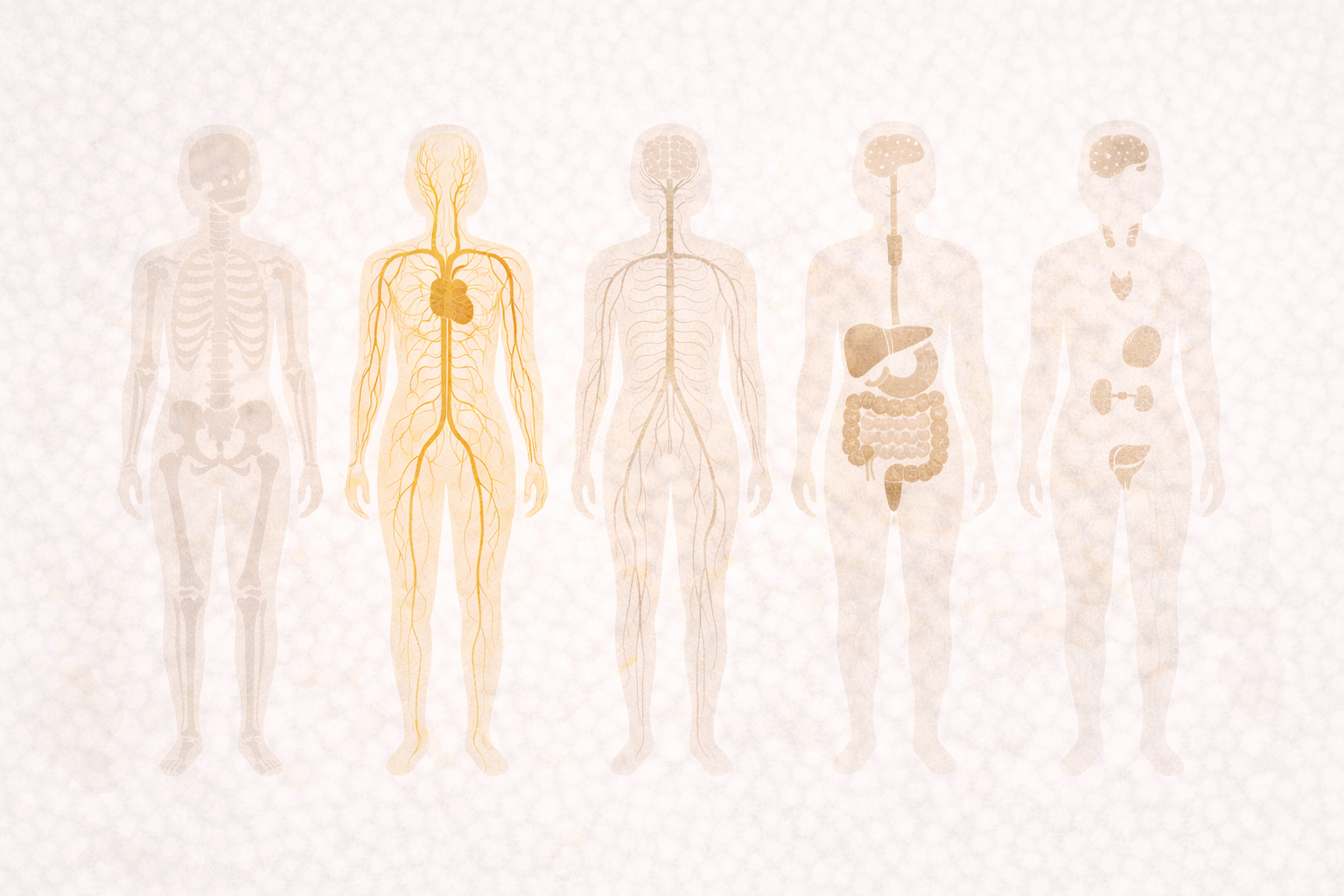 Minimal wellness illustration showing multiple body systems with one highlighted to represent  targeted adjustment