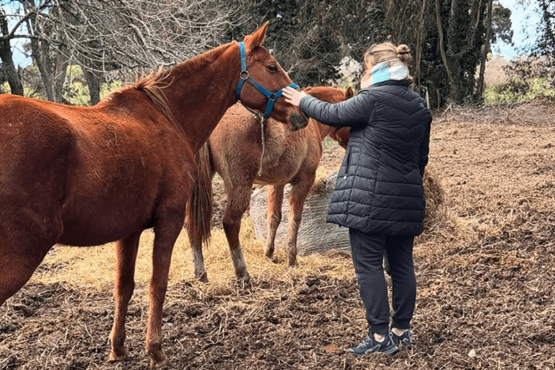 Presencia con caballos