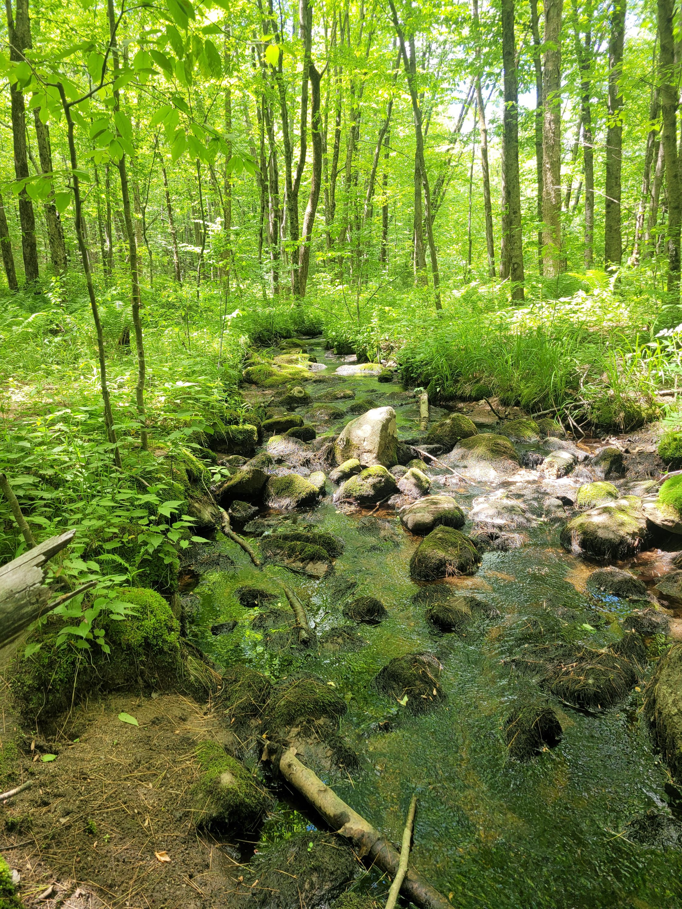 The Sacred Pause: What the Earth Knows About Stillness