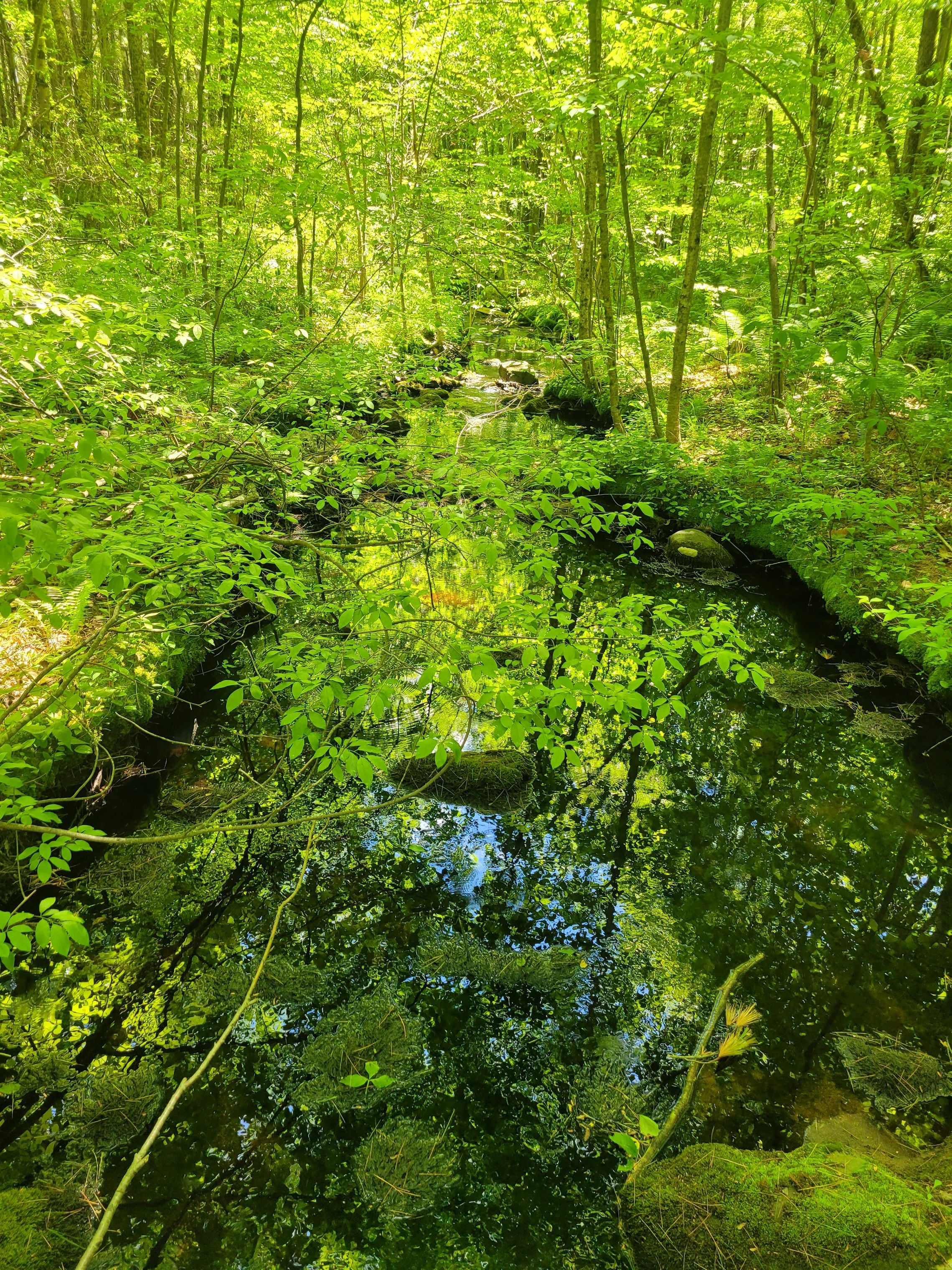 What is a Shamanic Healing Journey