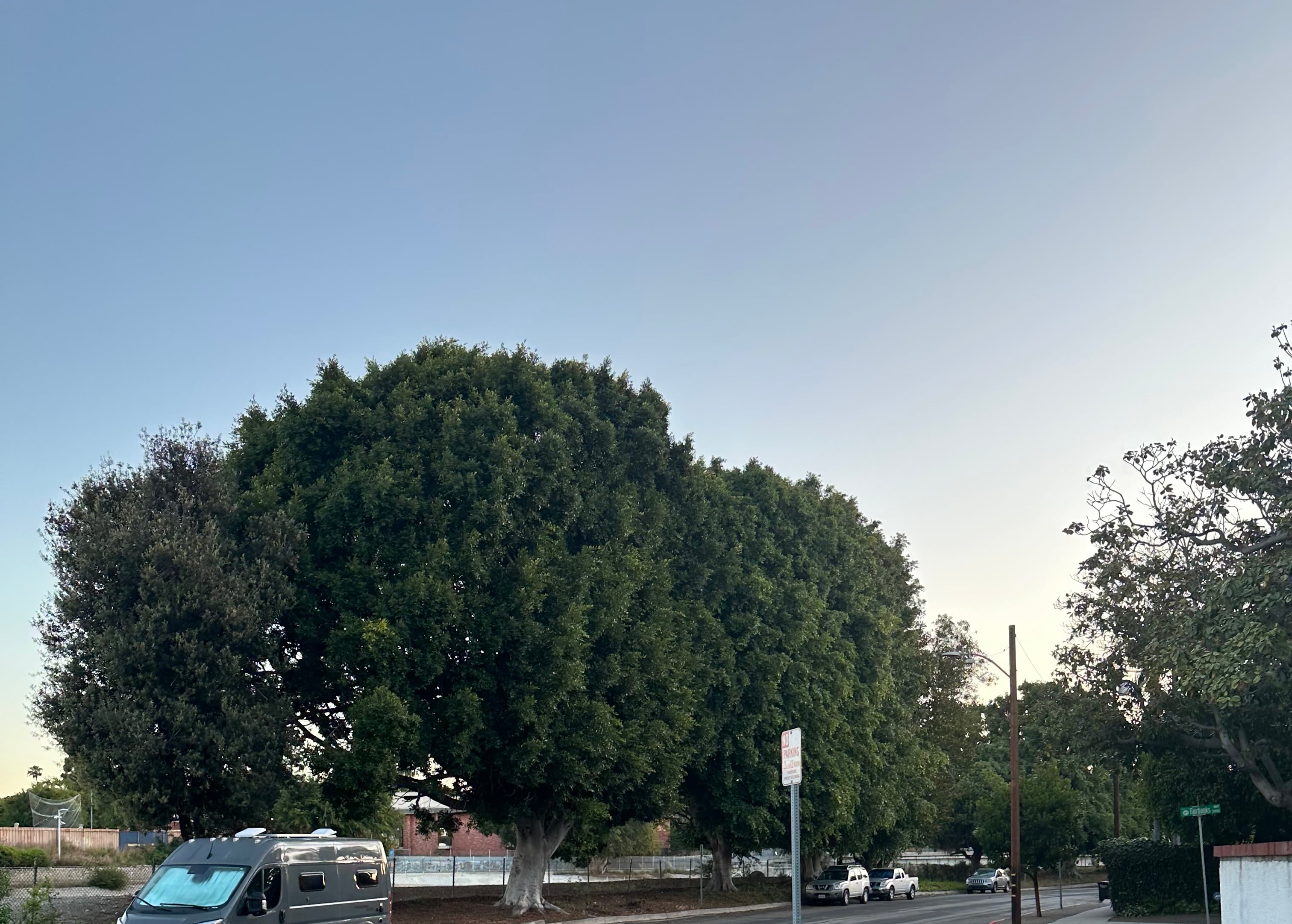 Ocean Drive Trees: 15 Targeted for Removal Despite City Promise—14 Saved After Residents Intervened