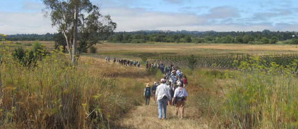 Walkers in single file on a grassy trail through the Laguna on a summer morning.