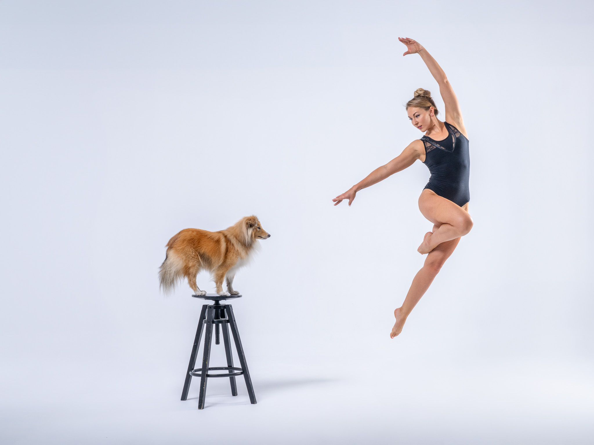 tancerka wykonuje skok obok psa stojącego na stołku – artystyczna fotografia tańca i psów w studio